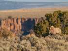 Bighorn sheep along Rio Grande Gorge, New Mexico. Art Print